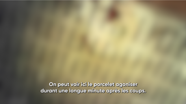 Maltraitance animale: L214 filme des pratiques illégales dans un élevage de porcs en France