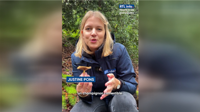 Cueillette des champignons: quelles sont les règles en Belgique?