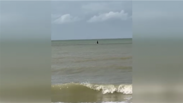 Une orque aperçue sur la côte Belge: la présence de cet animal en Belgique est exceptionnelle