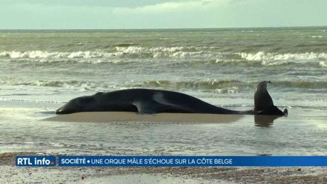 Une orque pour la première fois observée à la côte belge, échouée sur la plage