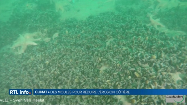 Mer du Nord: les récifs de moules pourraient réduire l’érosion côtière