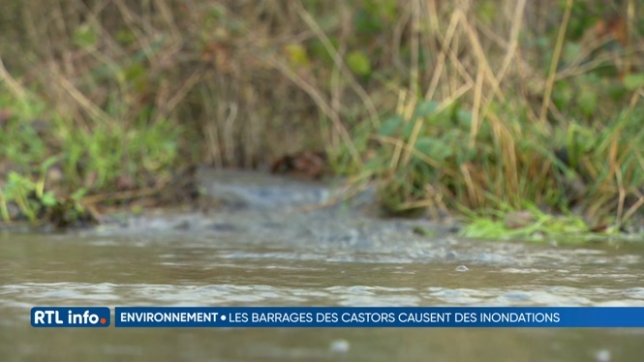 Des castors vont être abattus à Cul-des-Sarts pour des raisons de sécurité