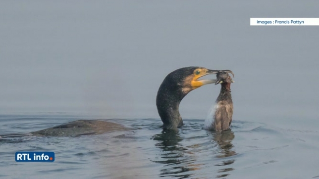 Un cormoran sème la terreur dans une réserve naturelle en Flandre