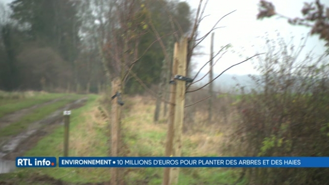 10 millions supplémentaires pour planter des haies et des arbres en Wallonie