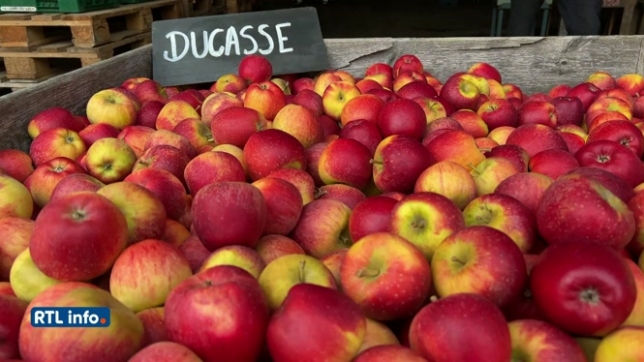 Des agronomes wallons créent une nouvelle variété de pommes bio