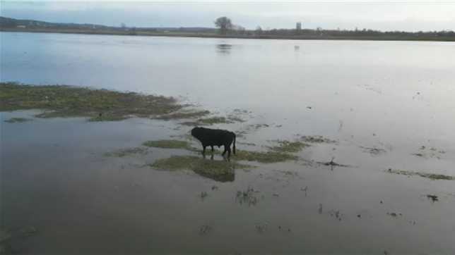 Un taureau sur une île en Flandre menacé par la montée des eaux: que lui arrive-t-il?