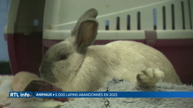 5.000 lapins domestiques abandonnés rien que cette année