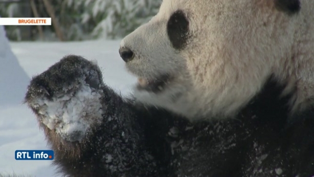 La neige ne perturbe ni les pandas ni les ours du parc Pairi Daiza