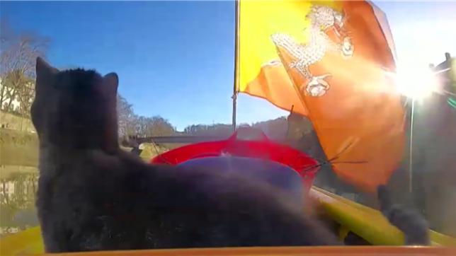 Sauvetage tout à fait singulier à Namur : un chat a eu la vie sauve, grâce à un kayakiste