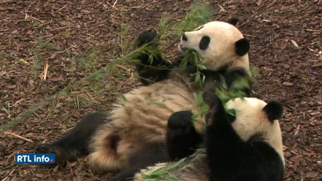 3 des 5 pandas de Pairi Daiza vont partir en Chine