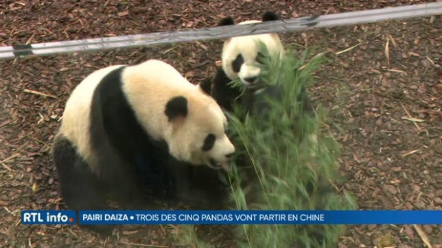 Les 3 jeunes pandas nés à Pairi Daiza vont s