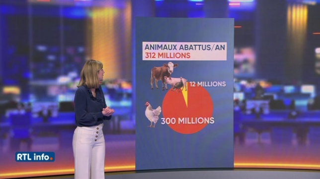 Eclairage sur le nombre de bêtes abattues en Belgique pour l