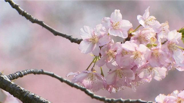 Les cerisiers du Japon sont déjà en fleurs: un spectacle magnifique s