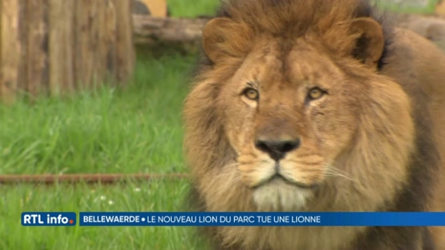 Un lion du parc de Bellewaerde a tué une lionne de son enclos