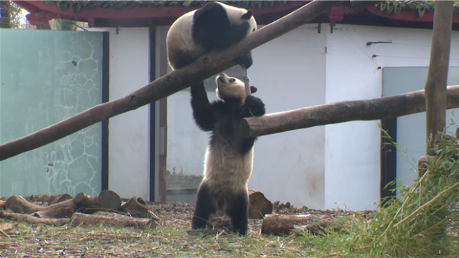 10 ans après leur naissance en Belgique, les pandas de Pairi Daiza s