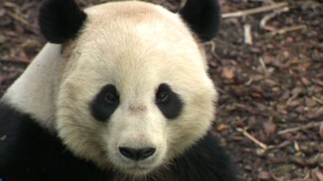 Cela fait 10 ans que les pandas font le bonheur des visiteurs du parc animalier. Une page va se tourner l'automne prochain. La fratrie va retourner en Chine pour retrouver la vie sauvage dans une réserve naturelle. Retour sur une décennie de succès, pleine d'émotions.