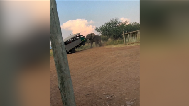 En Afrique du Sud, un éléphant s
