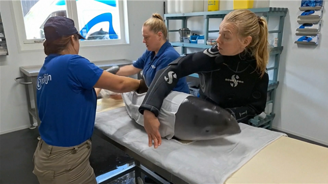 Aux Pays-Bas, un hôpital pour dauphins et baleines sauve les animaux échoués sur les plages de la mer du Nord