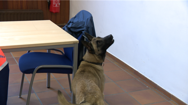 Voici Luna, le premier chien de la police fédérale formé pour détecter les traces d