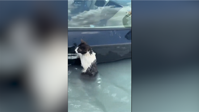 La police de Dubaï sauve un chat accroché à une voiture inondée