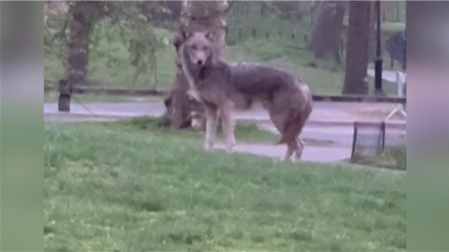 Une rencontre inattendue: un joggeur tombe nez à nez avec un coyote dans le célèbre Central Park de New York