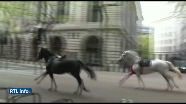 Des chevaux en cavale sèment la pagaille au centre de Londres