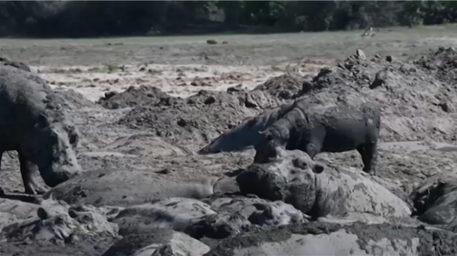 Au Botswana, des hippopotames restent coincés dans les mares en raison de la sécheresse