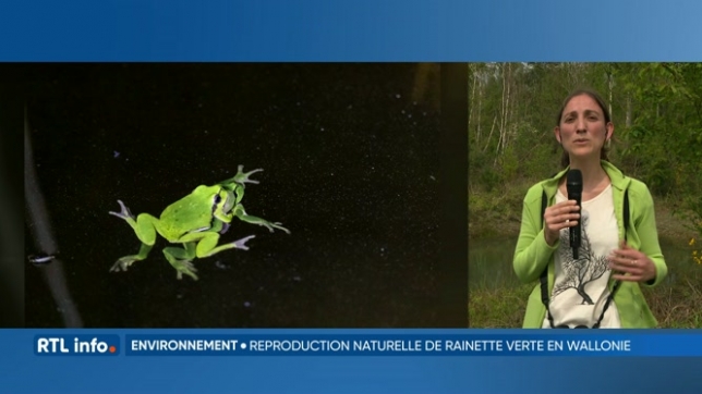 1ère reproduction de grenouilles Rainettes vertes en Wallonie depuis 40 ans