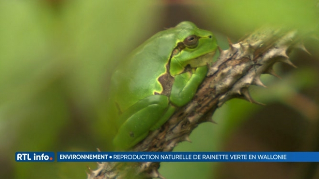 1ère reproduction de grenouilles Rainettes vertes en Wallonie depuis 40 ans