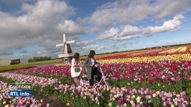 Les Pays-Bas sont le plus grand producteur mondial de tulipes
