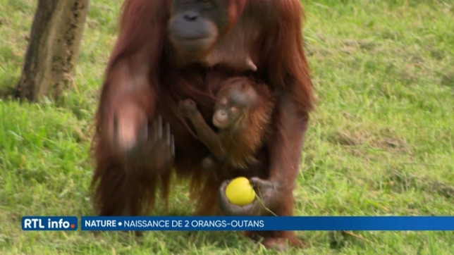 Un bébé orang-outan est désormais visible au Monde Sauvage d