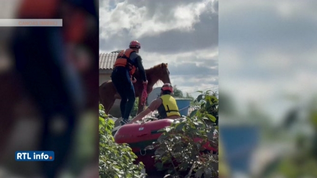 Inondations au Brésil : un cheval sauvé du toit d