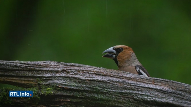 Le plaisir de voir toute cette vie autour de nous: à la découverte de l'observation des oiseaux avec Bruno et Réginald, deux passionnés