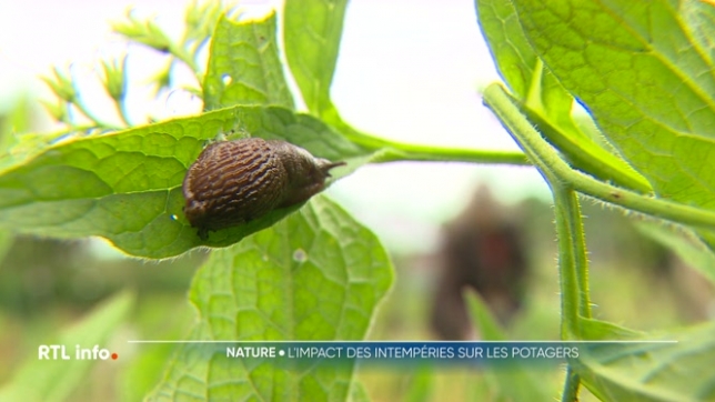 Les limaces prolifèrent dans les potagers avec la pluie et des températures plus chaudes