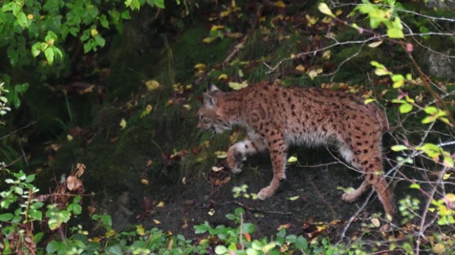 Le Parc national de la Vallée de la Semois prépare le retour du lynx: Pour l