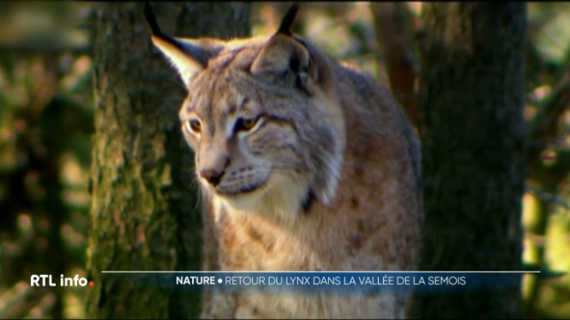 Le Lynx, inoffensif pour l'homme, bientôt de retour dans nos forêts ?