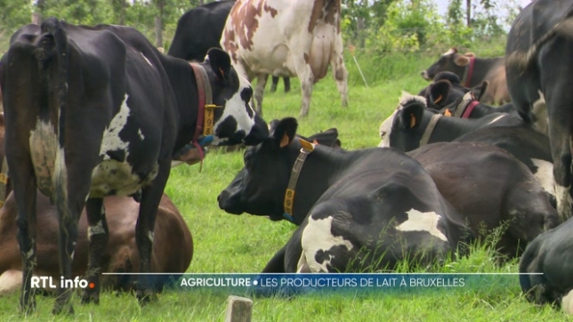 Les producteurs de lait manifestent ce lundi à Bruxelles