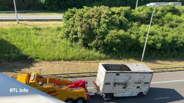 Accident d'un transport de bétail dans l'échangeur de Loncin