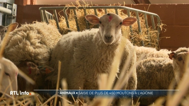 500 animaux découverts dans des conditions désastreuses à Enghien