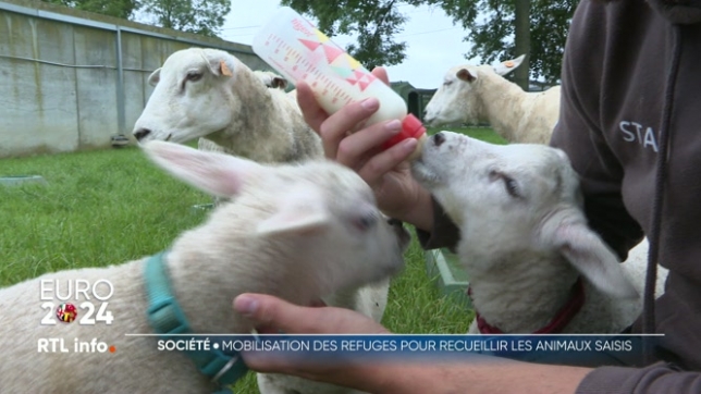 Les moutons saisis à Enghien soignés dans divers refuges animaliers