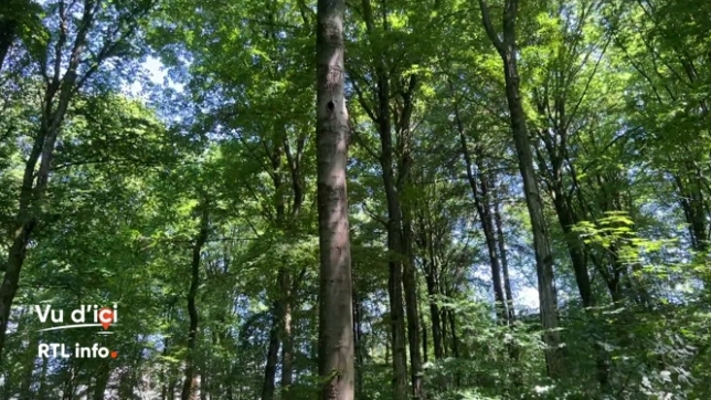 Découverte du sentier de l'Arbre Sacré à Bellefontaine, en Gaume
