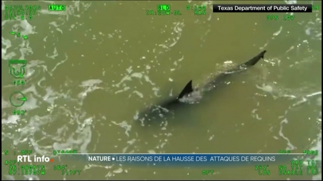 Le nombre d'attaques de requins a augmenté cette année