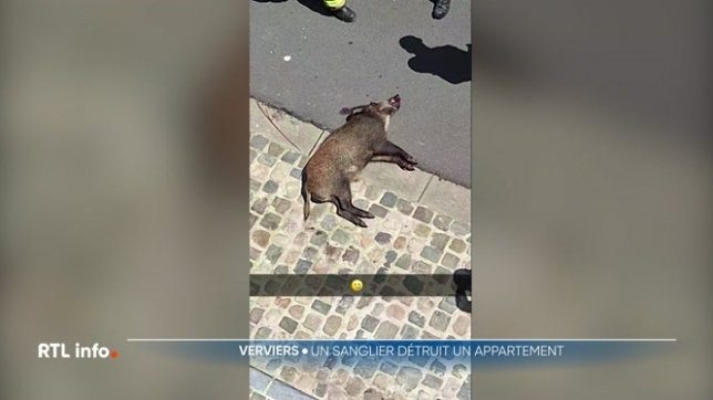 Un sanglier s'est introduit dans un appartement de Verviers