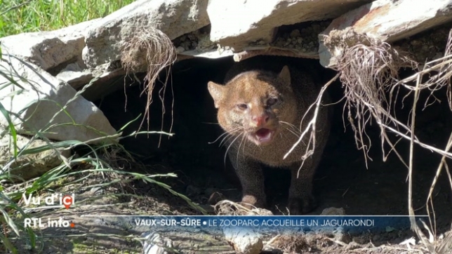 Le ZooParc Vallée de la Sûre accueille un jaguarondi