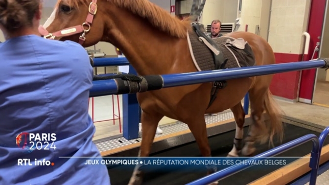 JO de Paris: beaucoup de chevaux des épreuves d'équitation sont belges