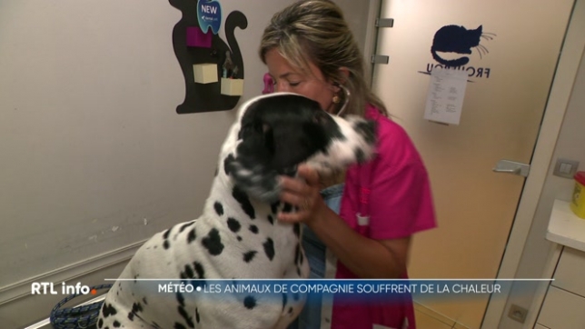 Nos amis les chiens ne supportent pas bien la chaleur