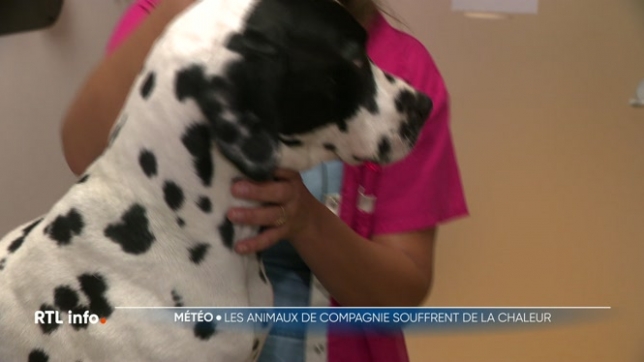 Nos amis les chiens ne supportent pas bien la chaleur