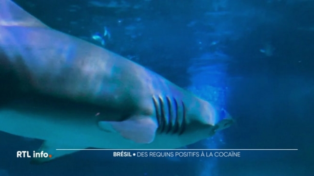 Des traces de cocaïne trouvées dans des requins, au large du Brésil