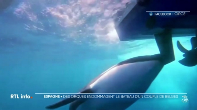 Un couple de Belges a été attaqué par des orques en Espagne