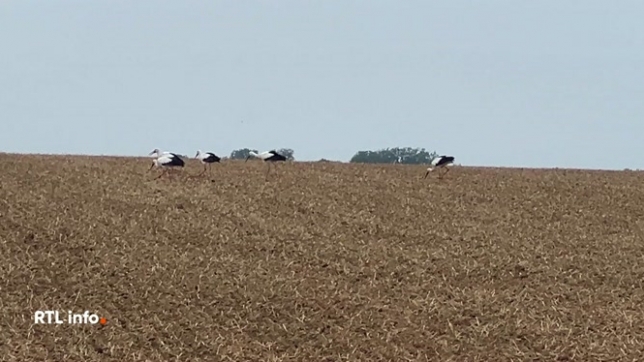 Les cigognes sont passées par la Nationale 4